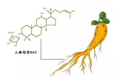 科普：人參皂苷Rh2的效果是看含量還是濃度？