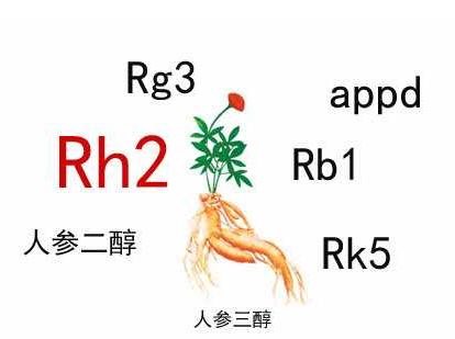 中藥人參皂苷的輔助作用，Rh2和Rg3都不錯(cuò)