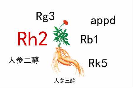 人參皂苷的免疫調(diào)節(jié)作用有什么特殊之處？